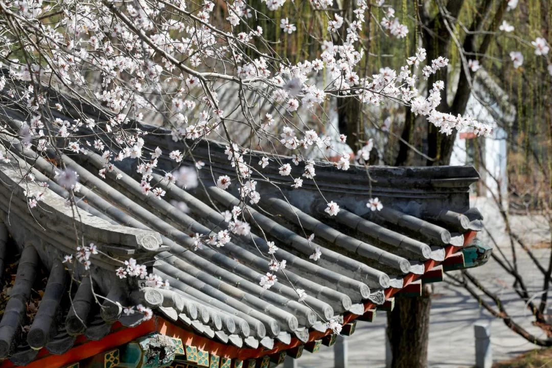 中山公园 中山公园