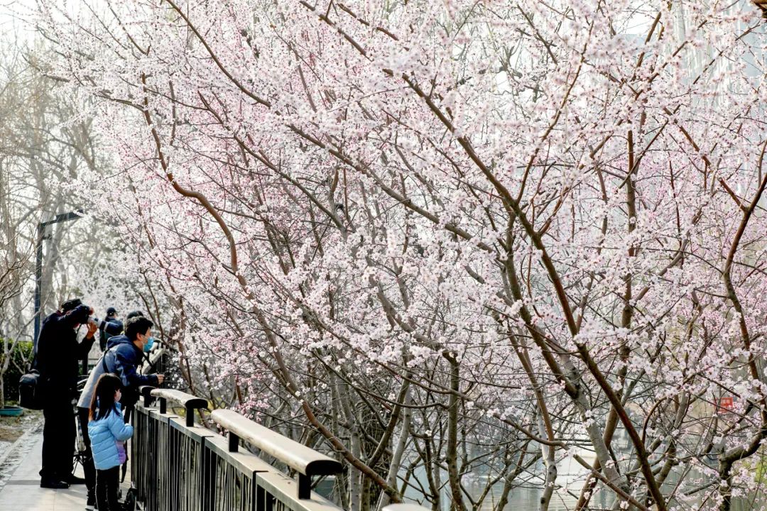 北二环沿线花景 北二环沿线花景